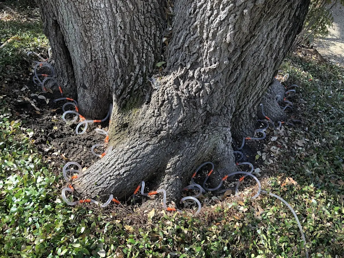 Detailed Tree Cabling and Bracing job site in Wind Gap