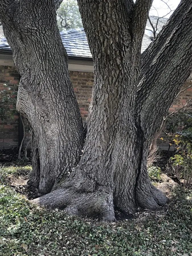 Mature heritage tree close to a Wind Gap property cared for by certified arborists